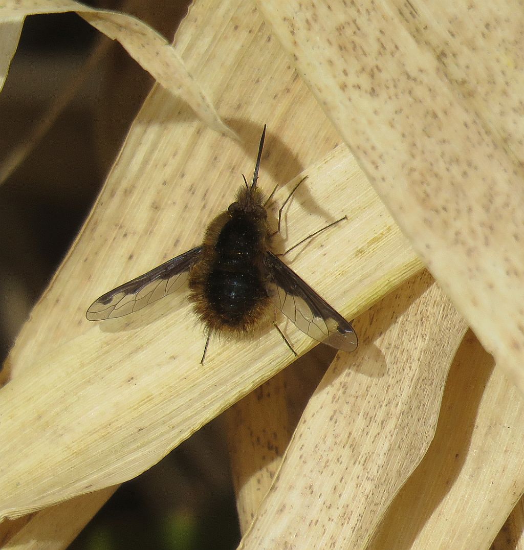Dark-edged bee-fly  
